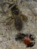 226451 – Photo : Christian Berquer – France (50)